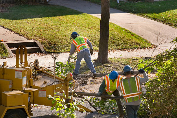 Alpine, TX Tree Removal and Landscaping Services Company